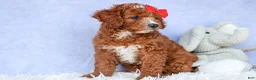 Cavapoo dogs for sale: TUCKER - Ad 12