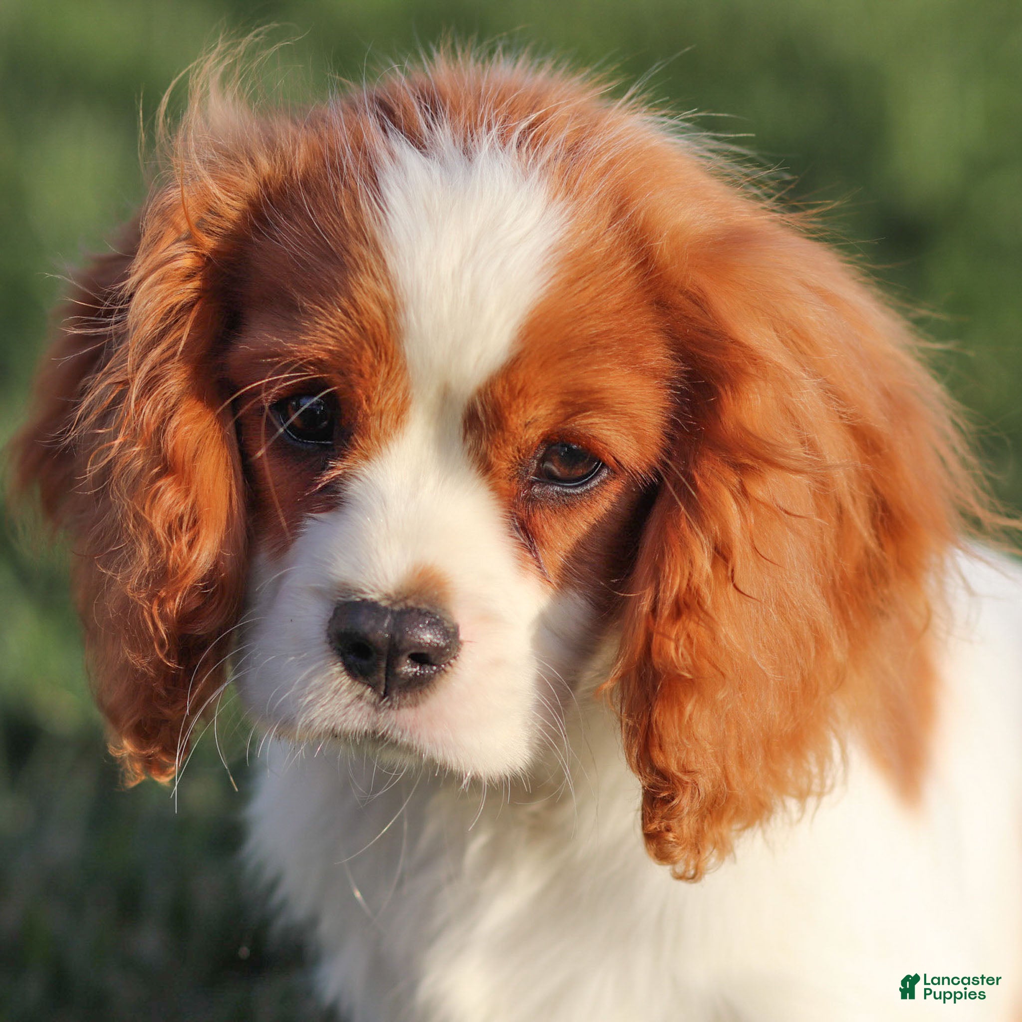 Cavalier King Charles Spaniel dogs Cash - Ad 1