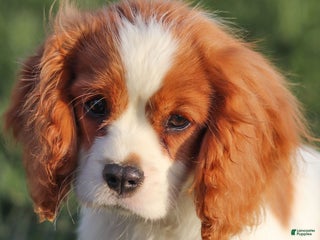 Cavalier King Charles Spaniel dogs Cash - Ad 24
