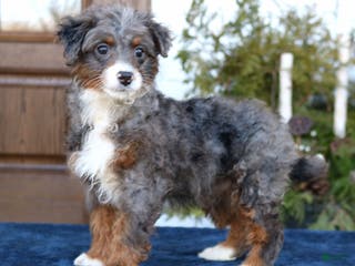 Mini Bernedoodle dogs Bella - Ad 39