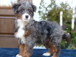 Mini Bernedoodle dogs Bella - Ad 18
