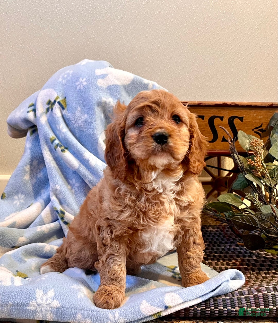 Cavapoo dogs for sale: Cuddles ❤️🐾Call 717-475-6780 - Ad 2