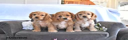 English Cocker Spaniel dogs for sale: Wylie - Ad 5