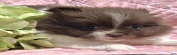 Pomeranian dogs for sale: Peachy keen - Ad 1