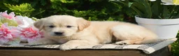 Golden Retriever dogs for sale: Frankie - Ad 2