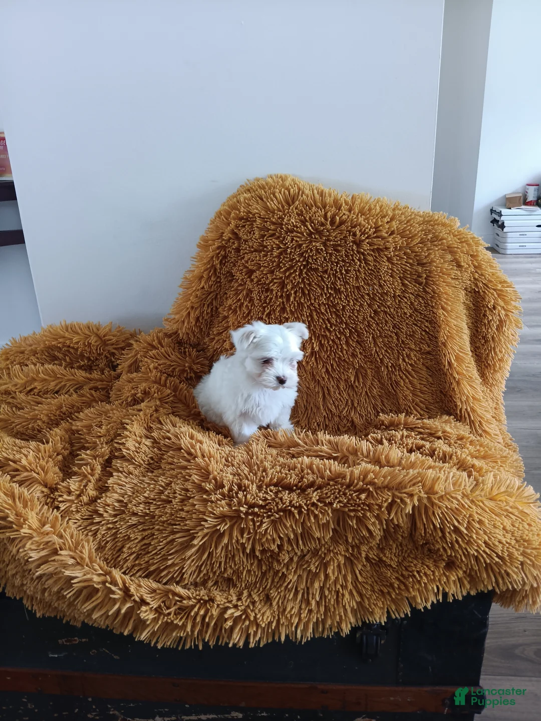 Maltese dogs for sale: Maltese Puppy 1 - Ad 3