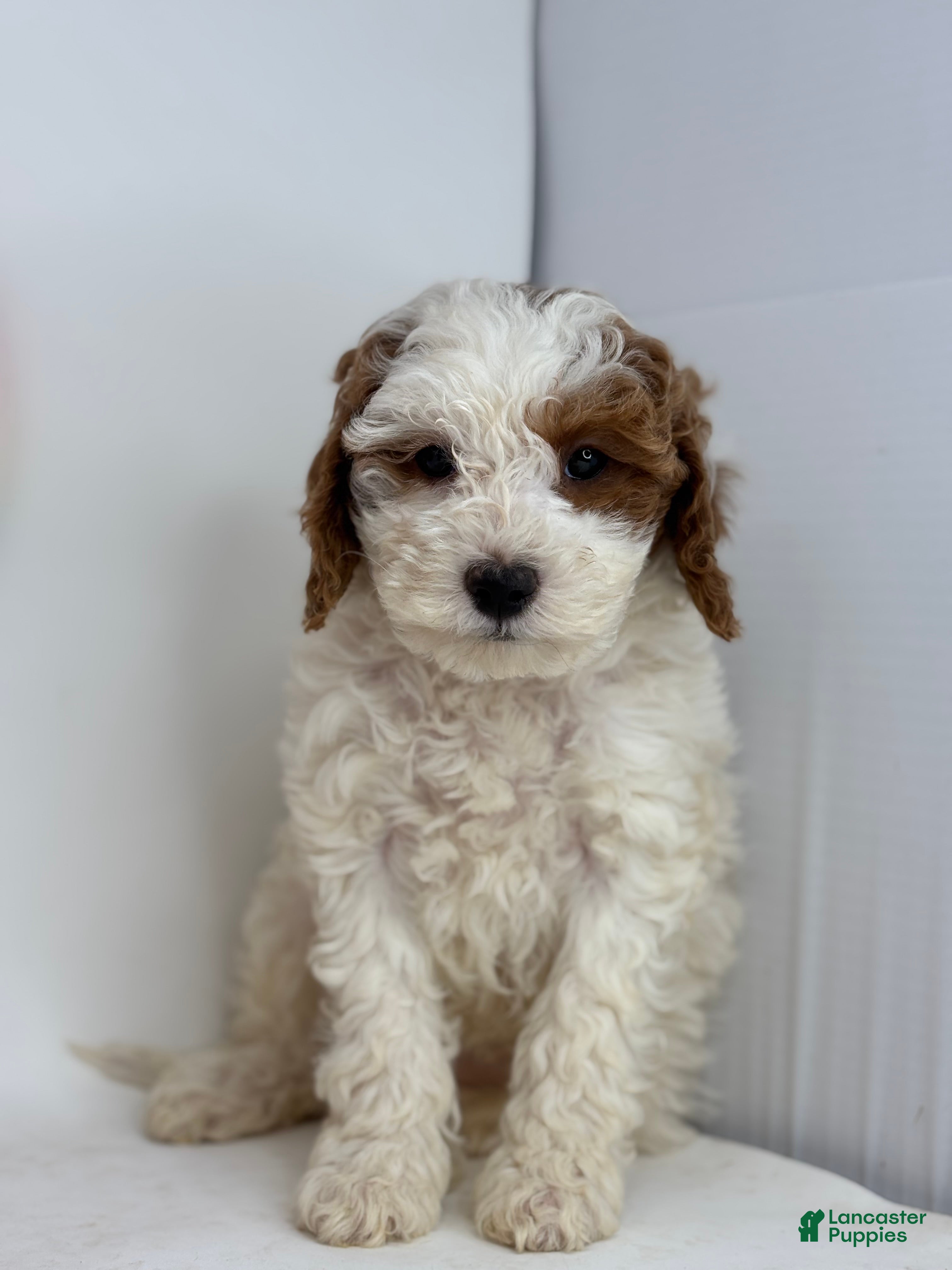 Mini Goldendoodle dogs Fiona - Ad 2