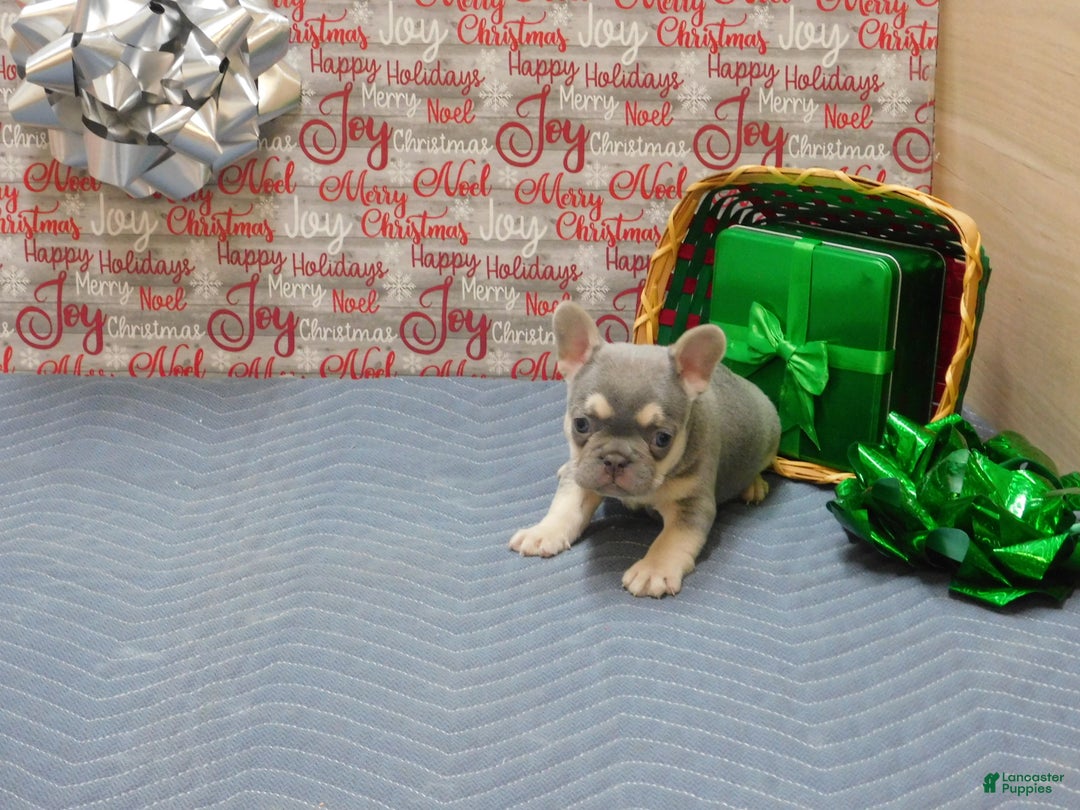 French Bulldog dogs for sale: Benny - Ad 1
