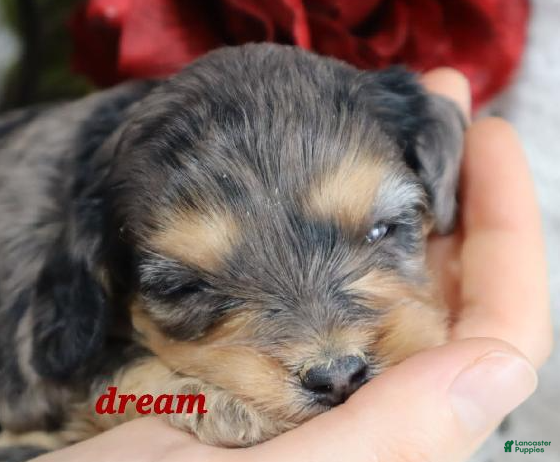 Cavapoo dogs Donovan - Ad 2