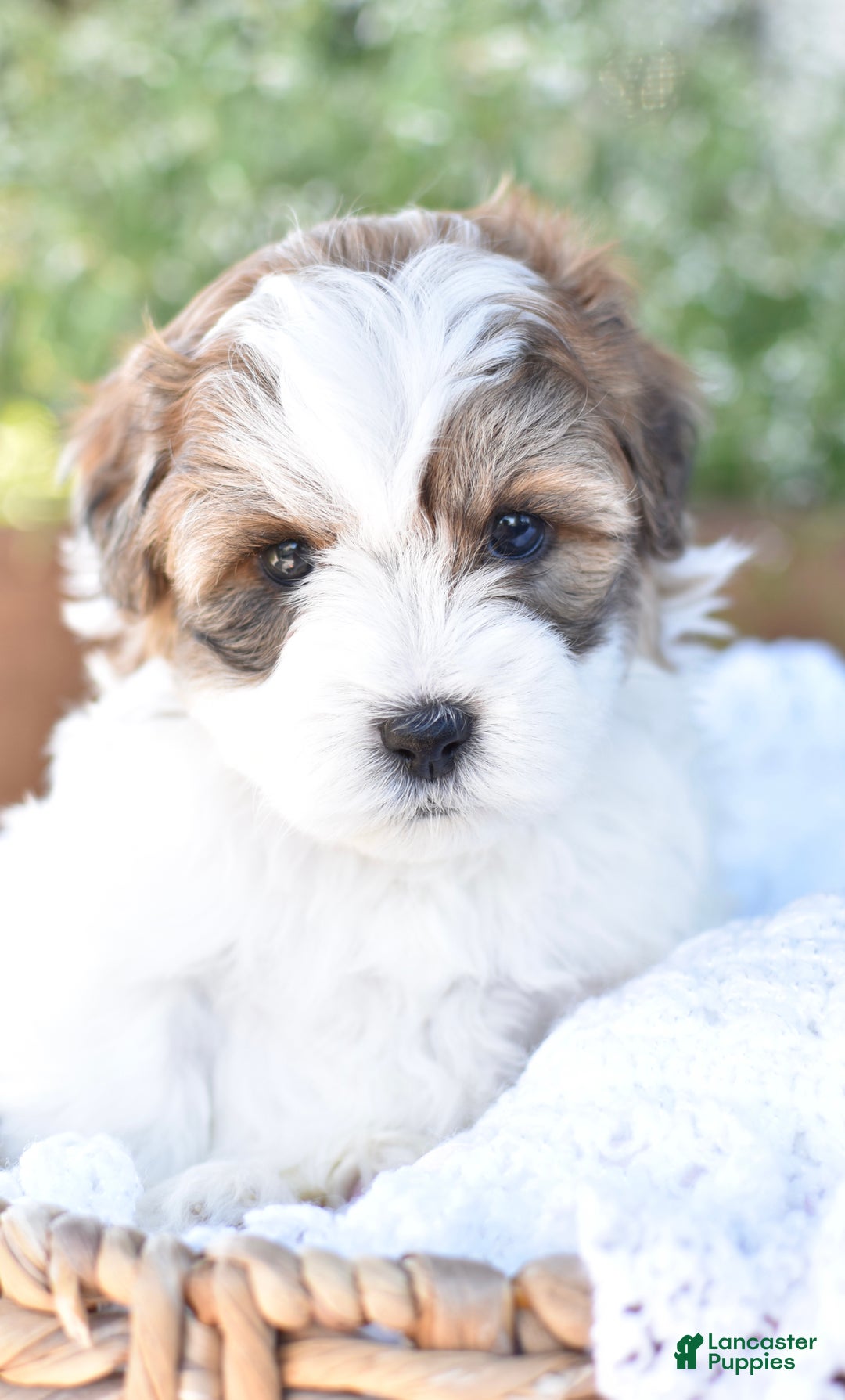 Mixed Breed dogs for sale: Diamond - Ad 3