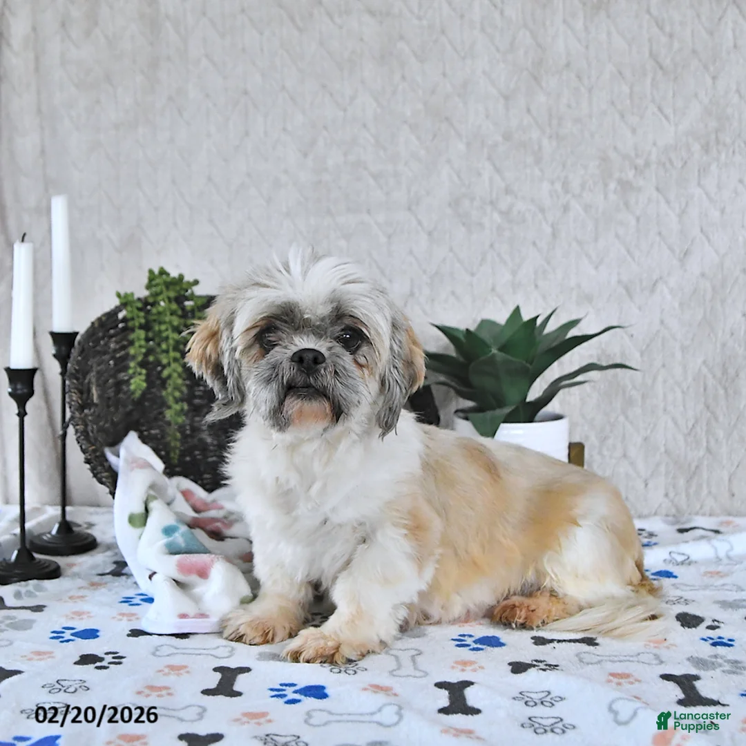 Shihpoo dogs for sale: Callie - Ad 6