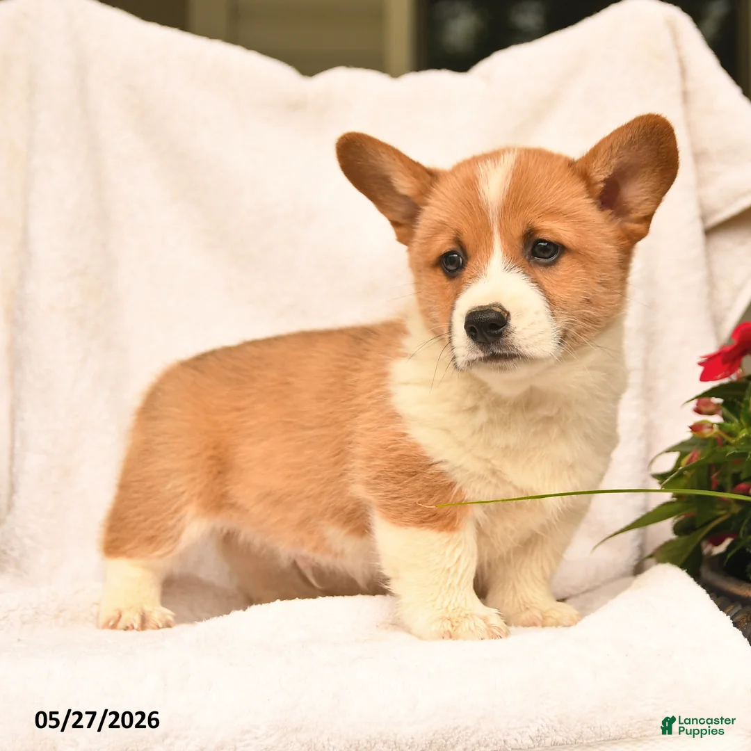 Welsh Corgi Pembroke dogs for sale: Richard - Ad 2