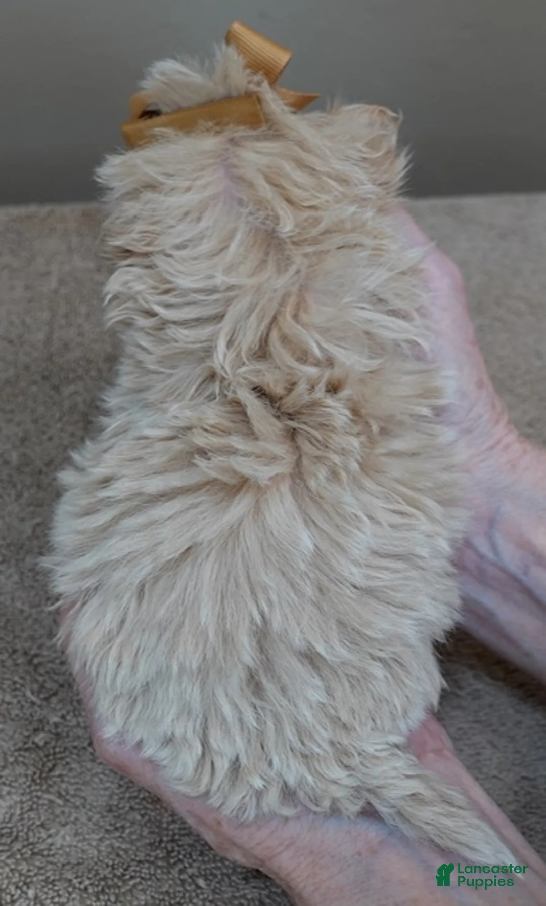 Maltipoo dogs for sale: Micro Teacup Kyro  - Ad 12