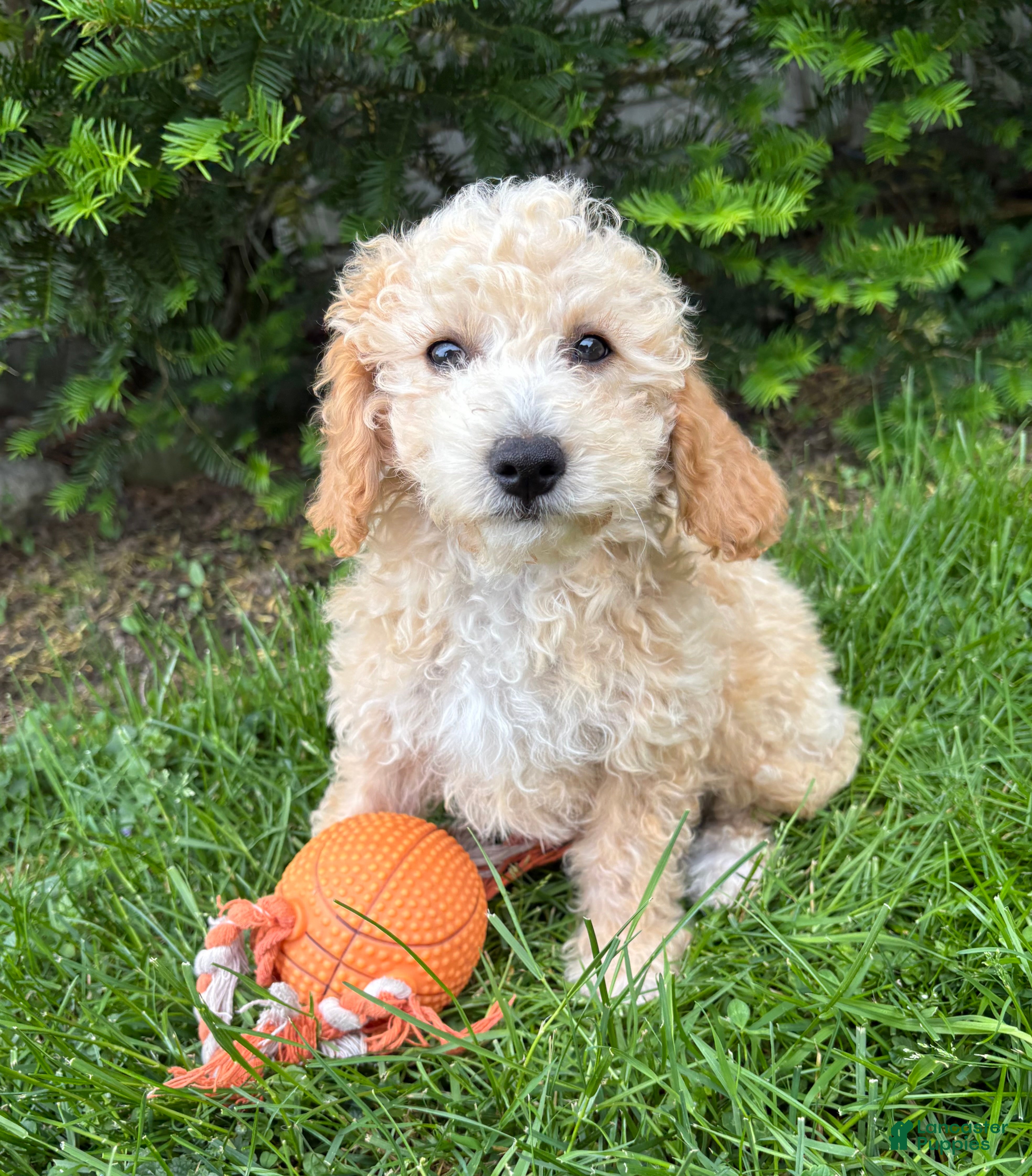 Bichpoo dogs Jace - Ad 2