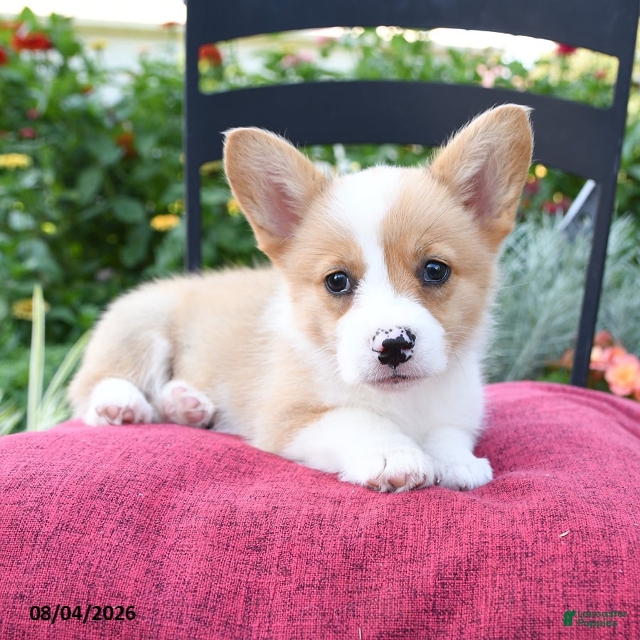 Welsh Corgi Pembroke dogs for sale: Kali - Ad 3