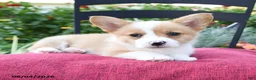 Welsh Corgi Pembroke dogs for sale: Kali - Ad 1
