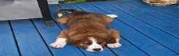 Mixed Breed dogs for sale: Marley - Ad 84