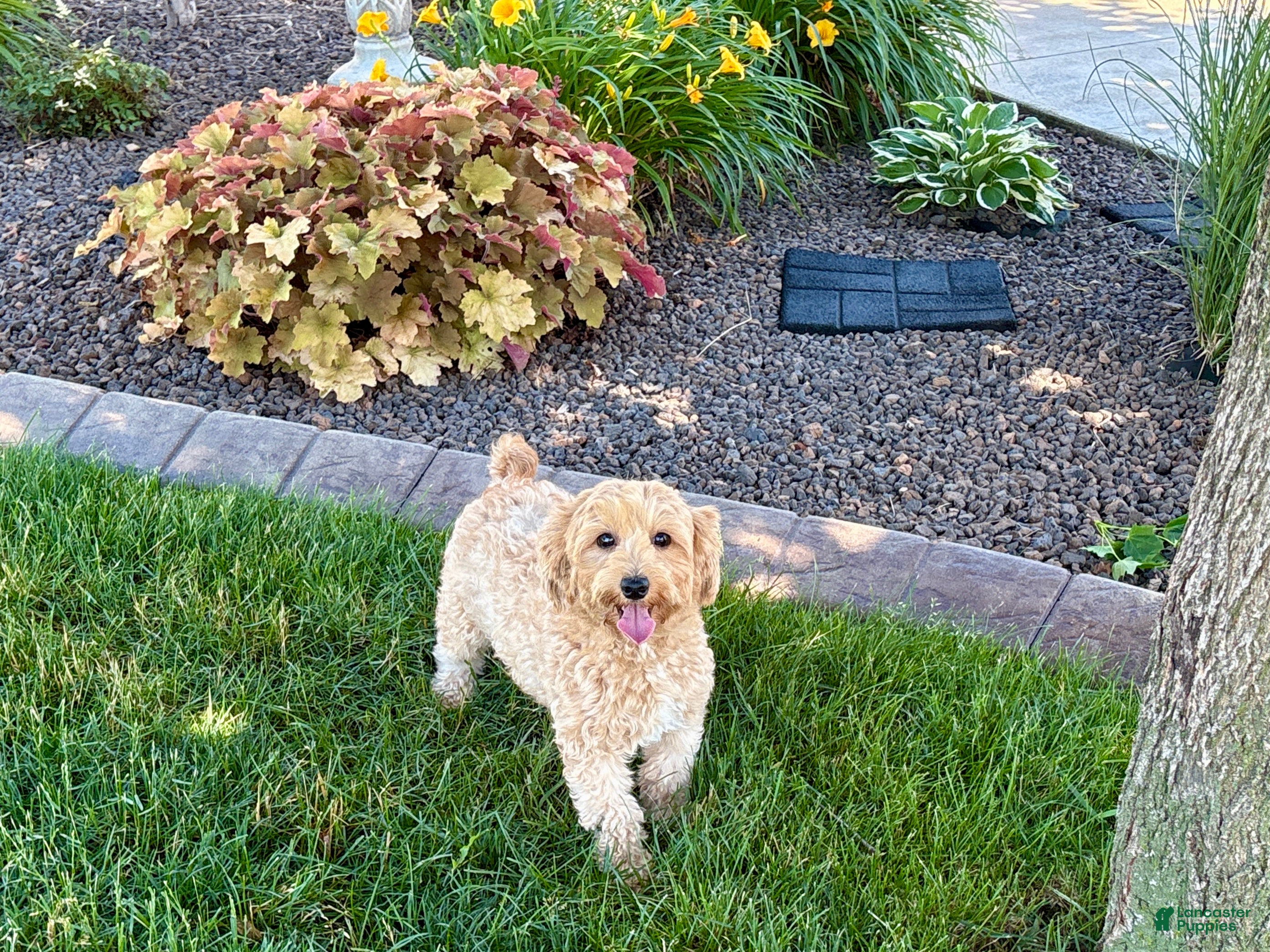 Maltipoo dogs Darling - Ad 2