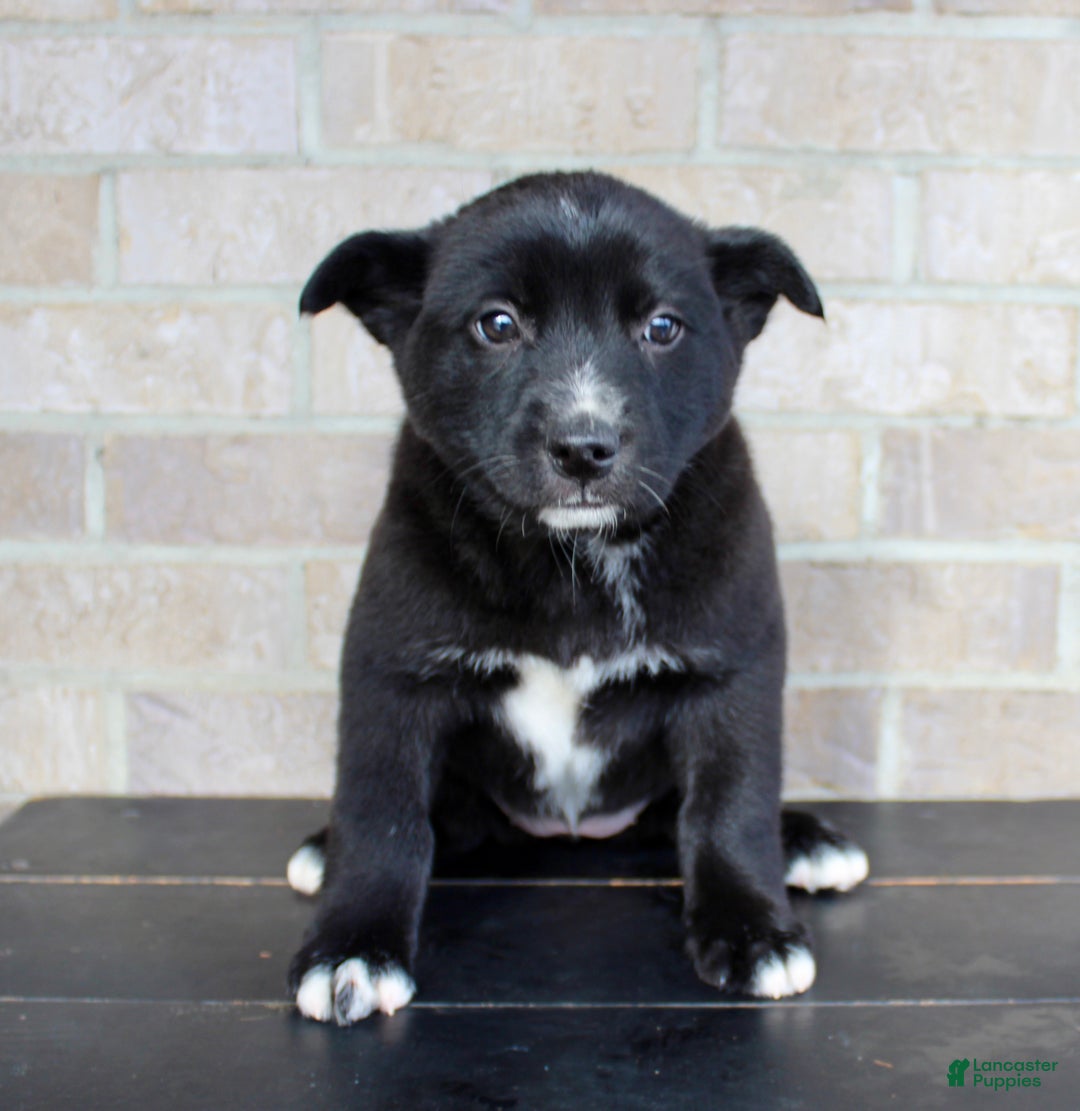Mixed Breed dogs for sale: Sasha - Ad 1
