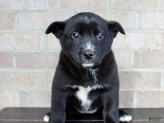 Mixed Breed dogs Sasha - Ad 21