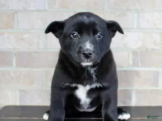 Mixed Breed dogs Sasha - Ad 11