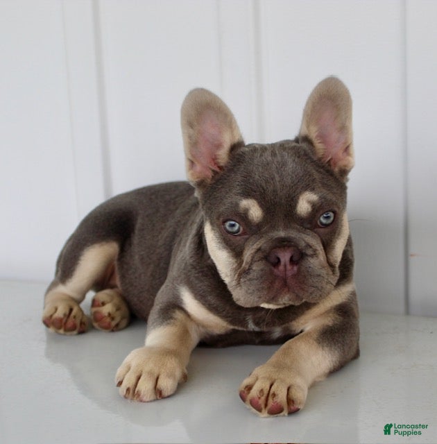 French Bulldog dogs Dexter - Ad 2