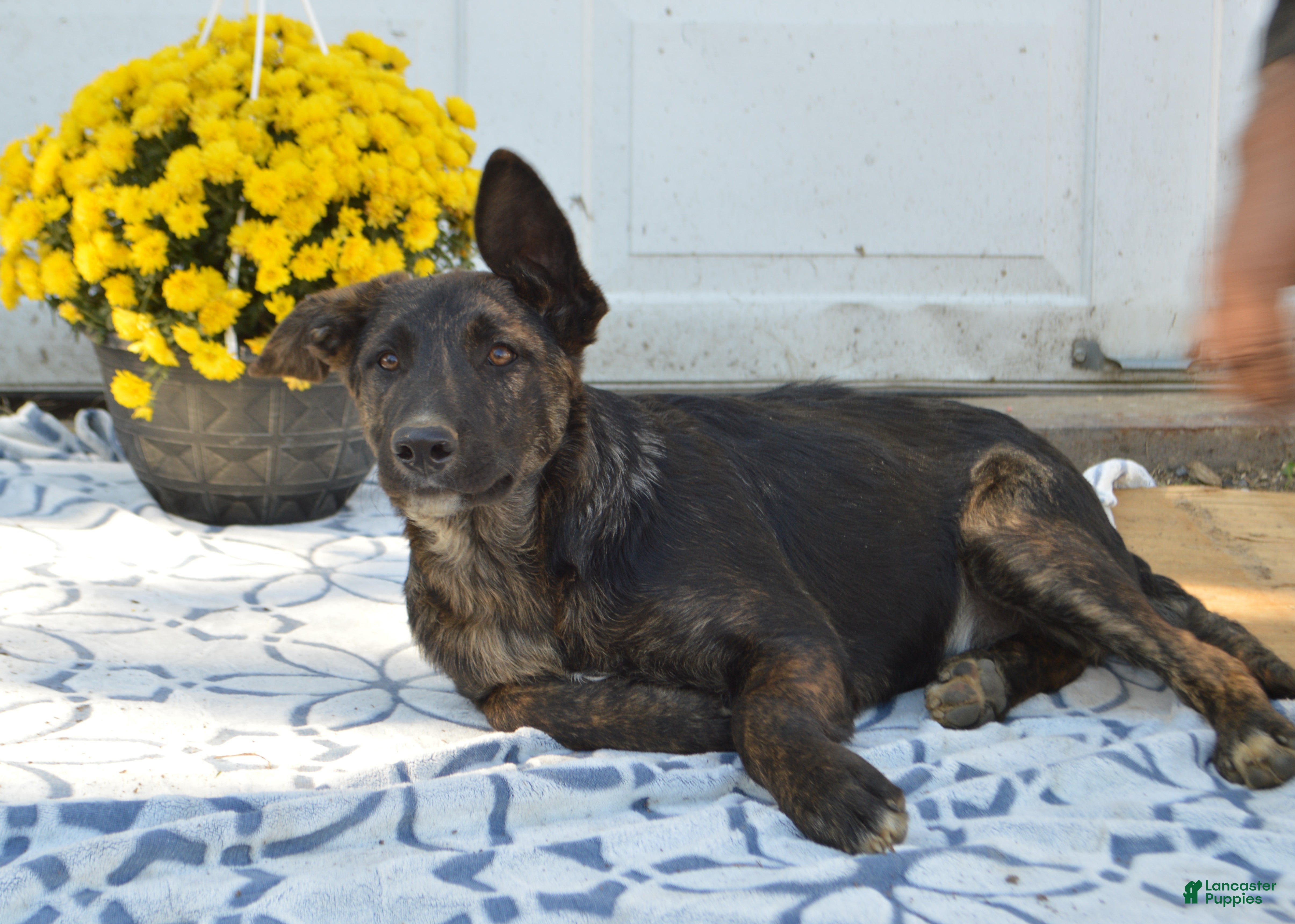 Mixed Breed dogs Jerimiah - Ad 38