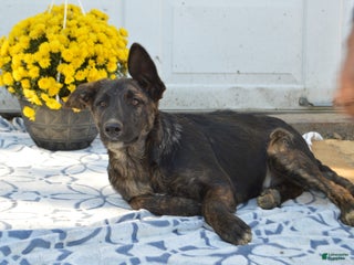 Mixed Breed dogs Jerimiah - Ad 35