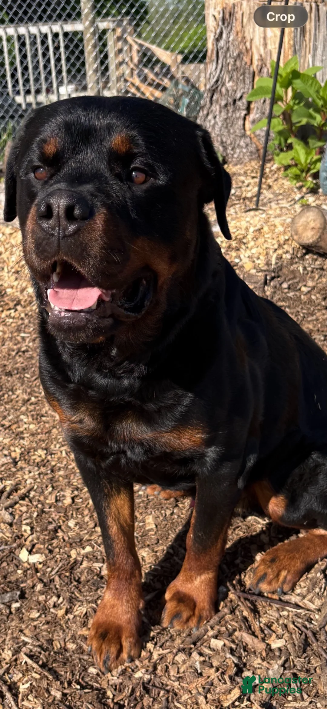 Rottweiler dogs for sale: Rottweiler 2 AKC REGISTERED  - Ad 13