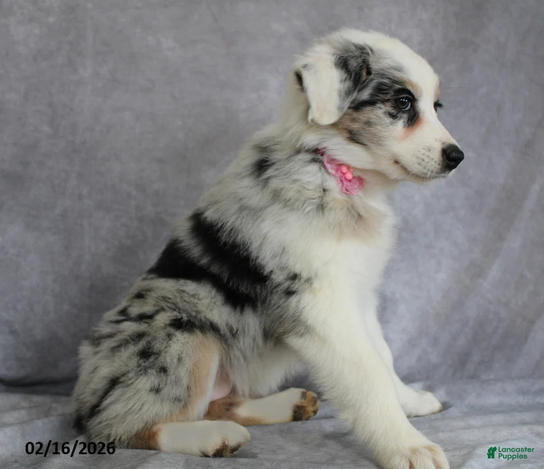 Australian Shepherd dogs for sale: Aster - Ad 3