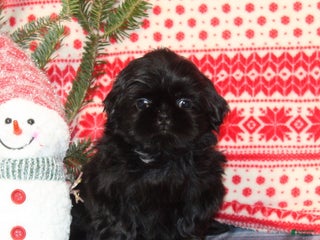 Shih Tzu dogs Gracie - Ad 25