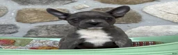 Frenchton dogs for sale: Brock - Ad 2