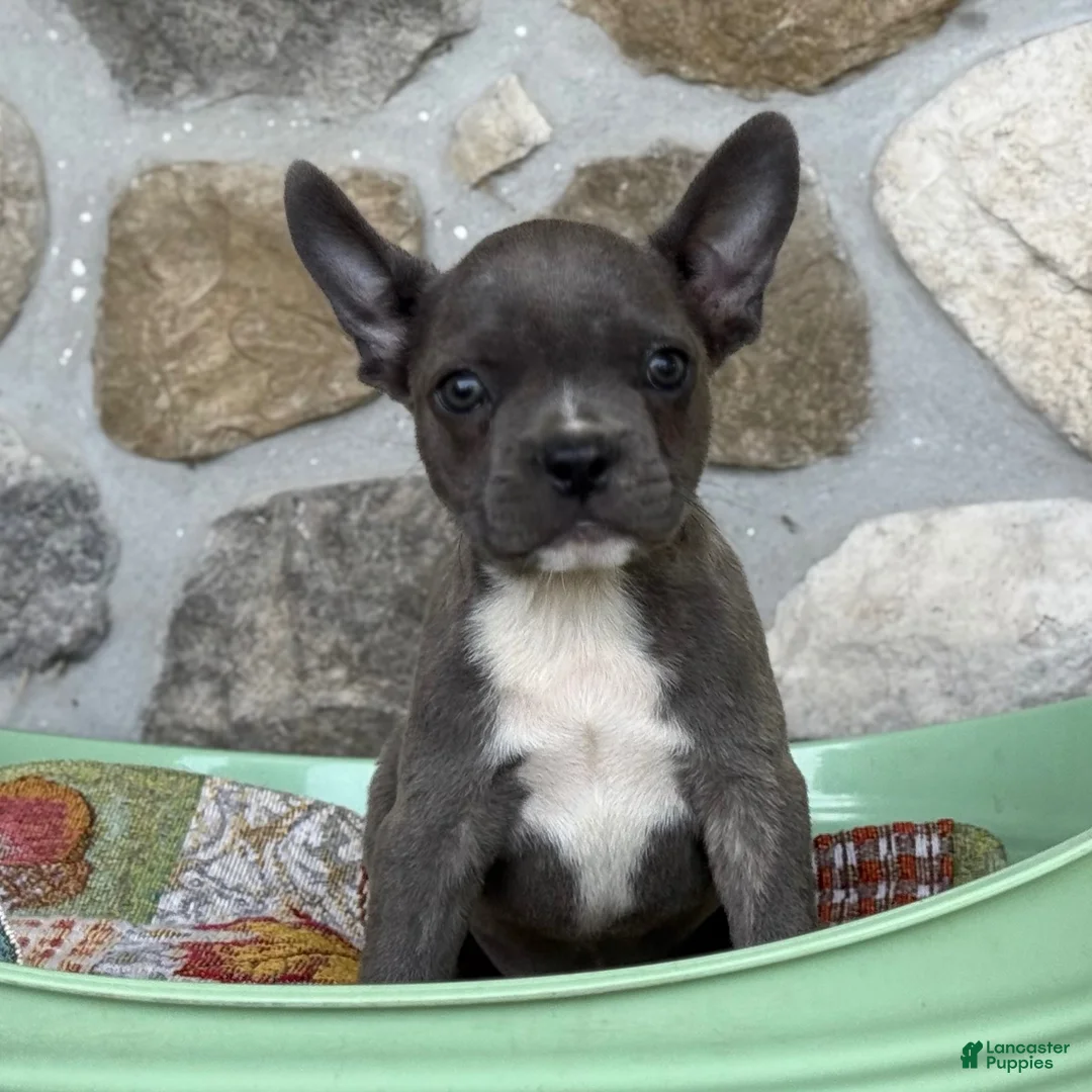 Frenchton dogs for sale: Brock - Ad 2