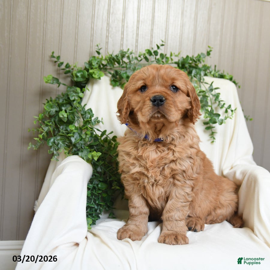 Miniature Golden Retriever dogs Jayden - Ad 1