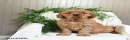 Miniature Golden Retriever dogs for sale: Jayden - Ad 1