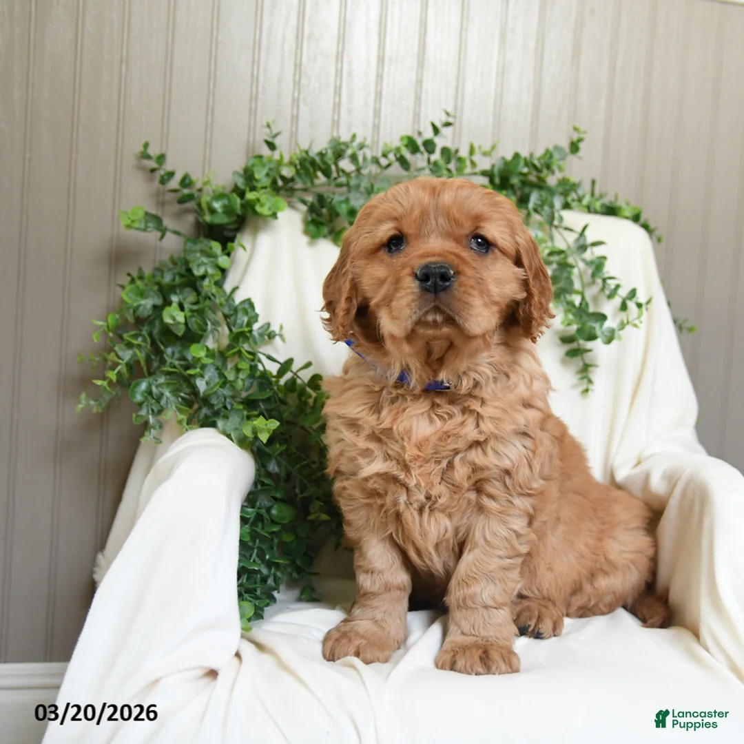 Miniature Golden Retriever dogs for sale: Jayden - Ad 1