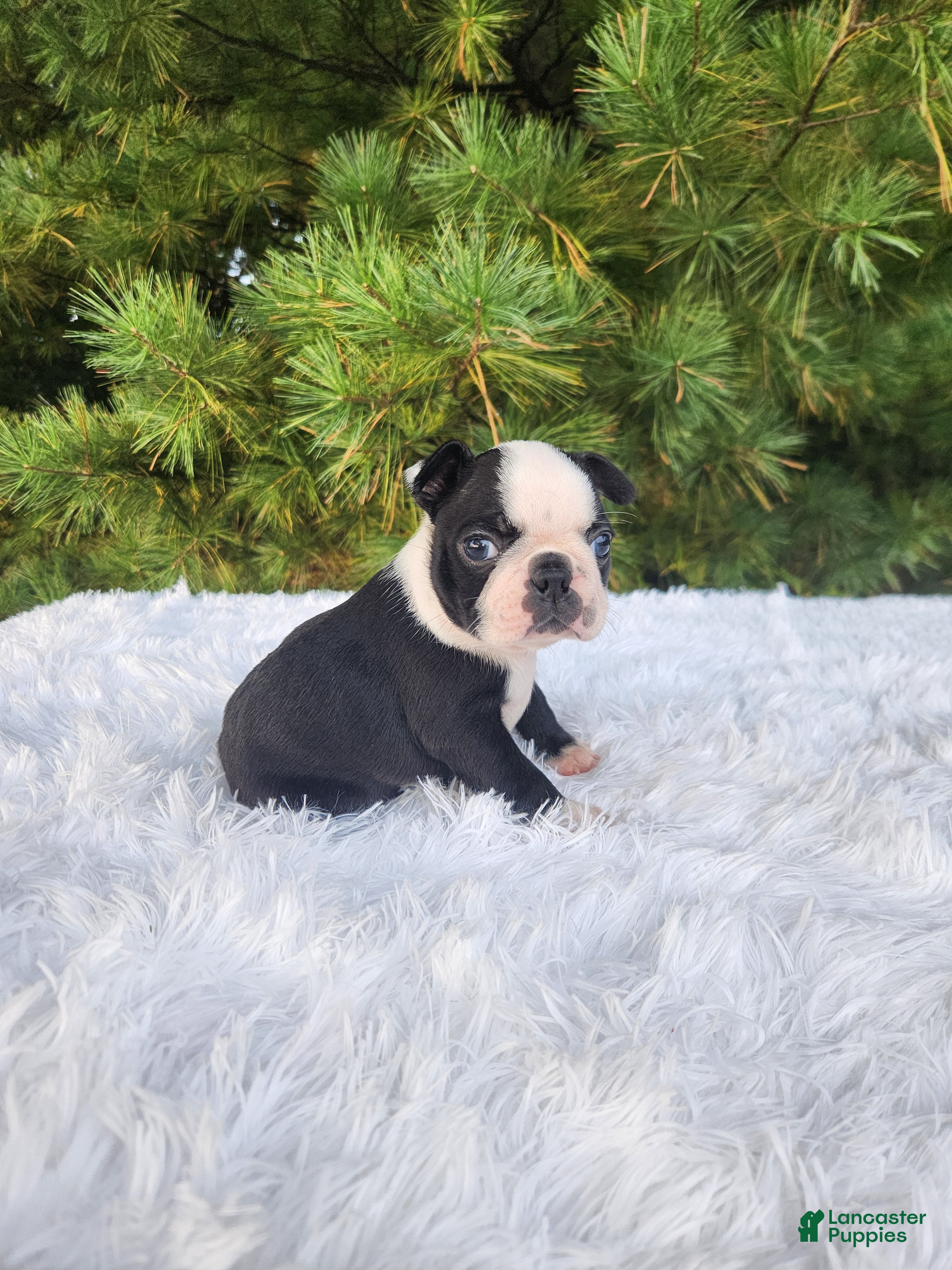 Boston Terrier dogs Pepsi - Ad 1