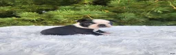 Boston Terrier dogs for sale: Pepsi - Ad 1