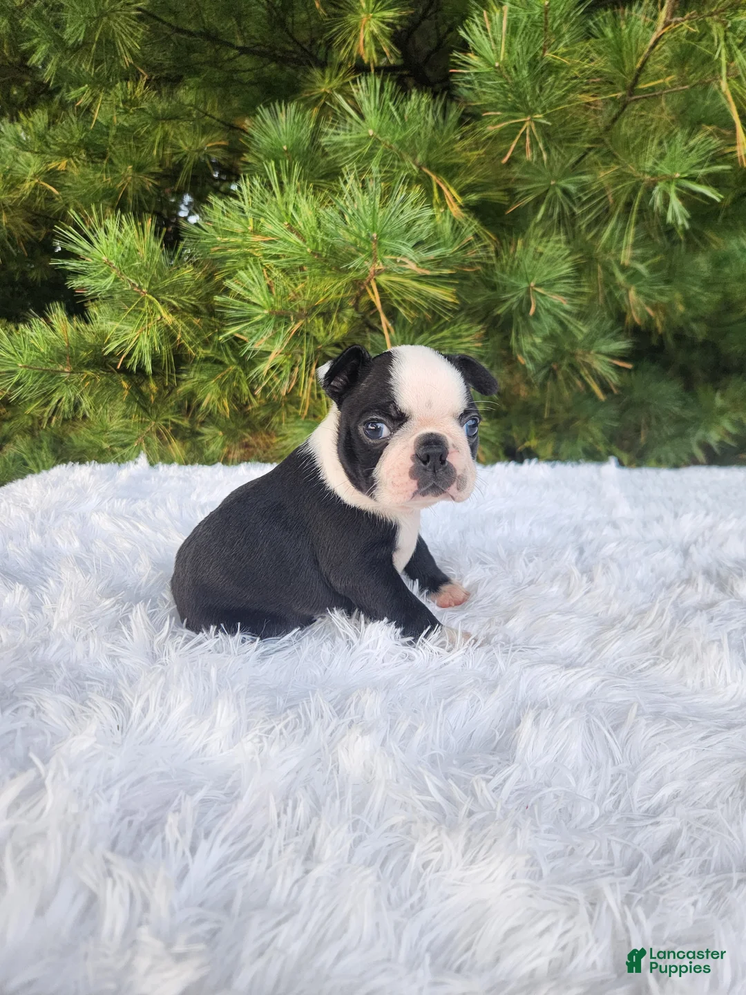 Boston Terrier dogs for sale: Pepsi - Ad 1