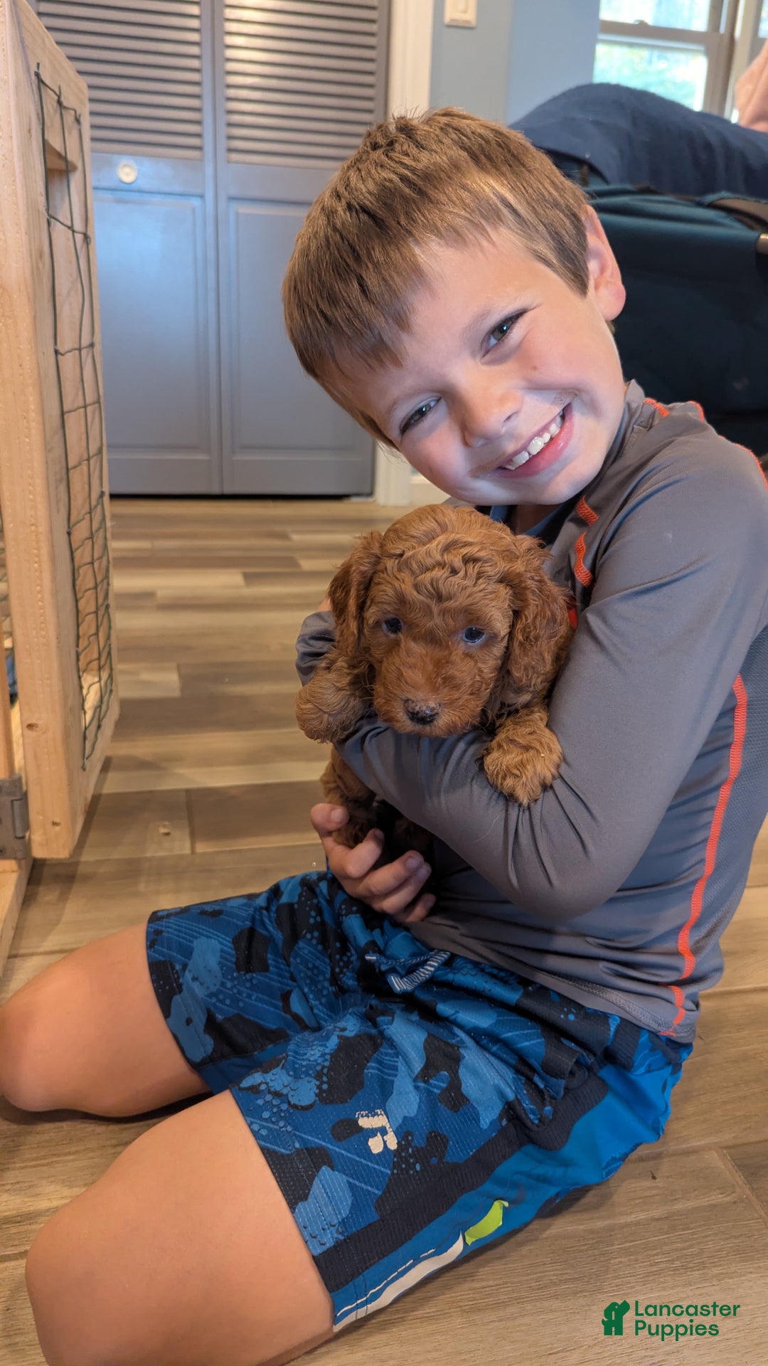 Mini Aussiedoodle dogs for sale: Hazel - Ad 16
