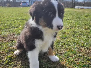 Australian Shepherd dogs Chase - Ad 22