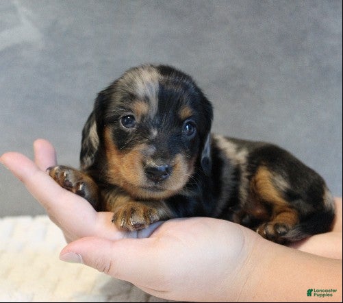 Miniature Dachshund dogs for sale: Selena - Ad 2