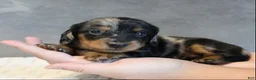 Miniature Dachshund dogs for sale: Selena - Ad 2