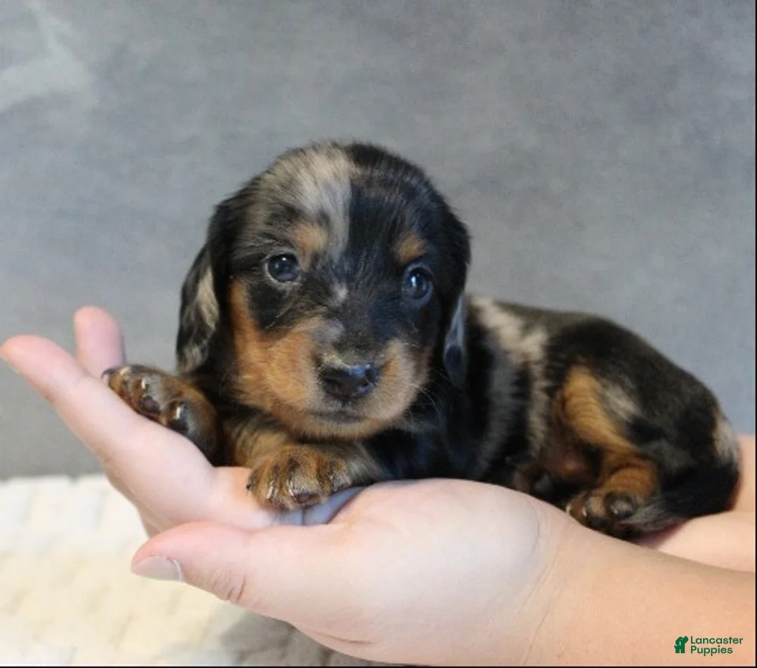 Miniature Dachshund dogs for sale: Selena - Ad 2