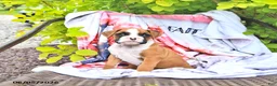 Boxer dogs for sale: Cassidy - Ad 4
