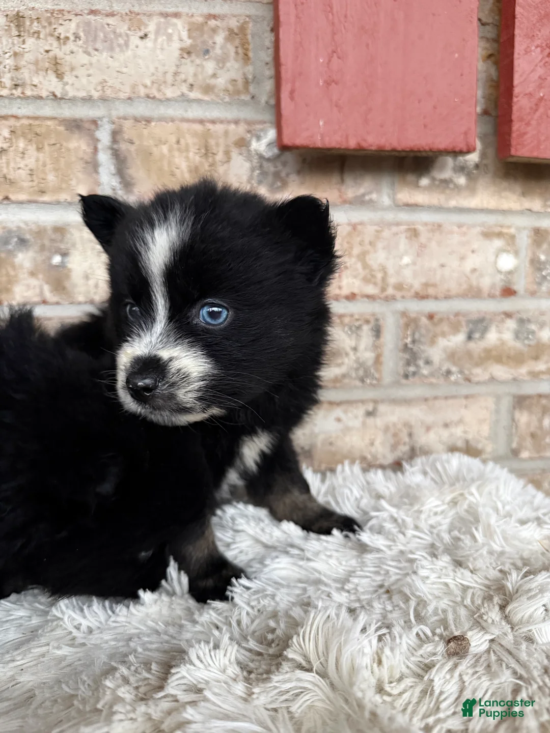 Pomsky dogs for sale: Polly - Ad 3