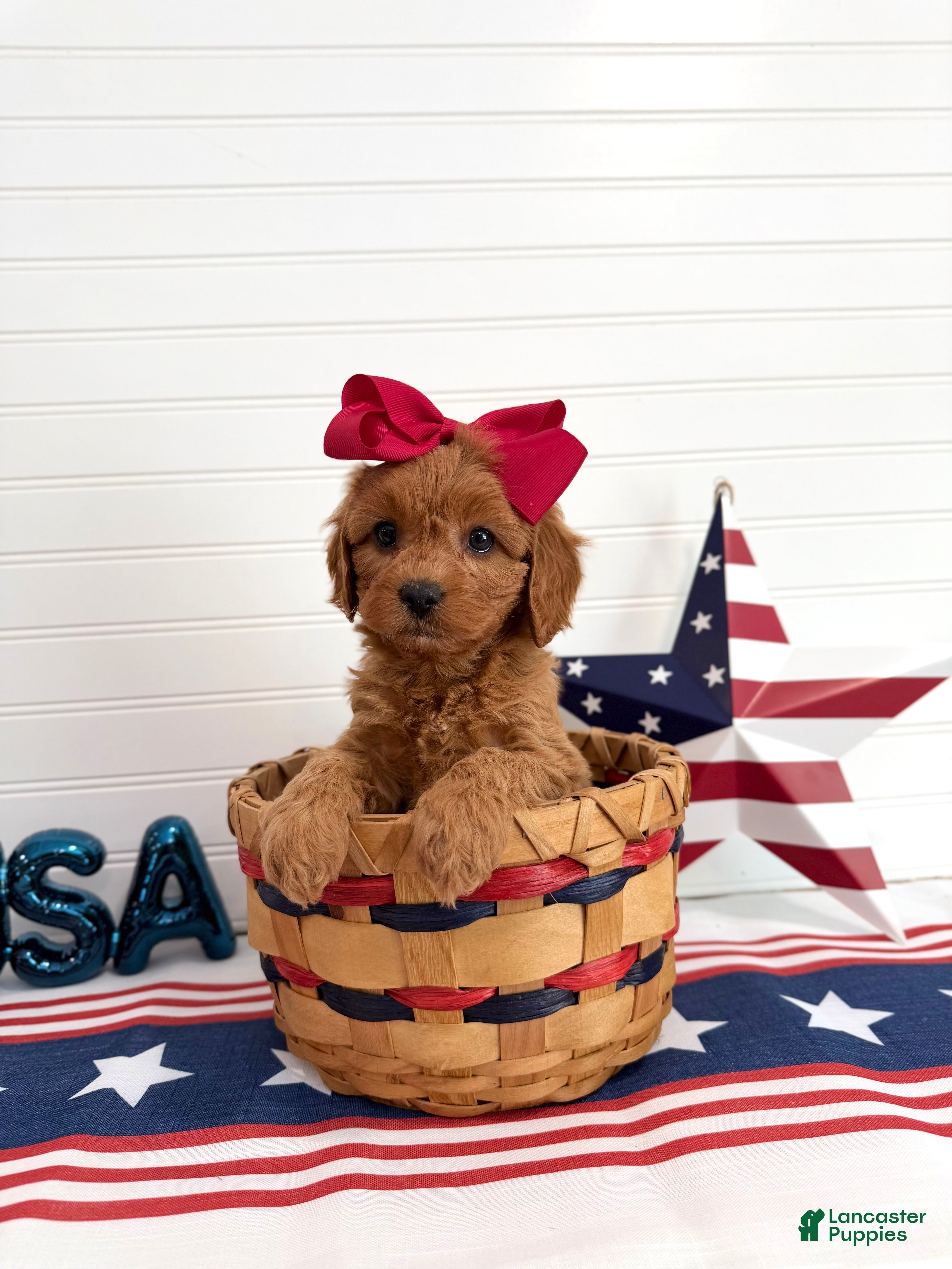 Cavapoo dogs Liberty - Ad 1