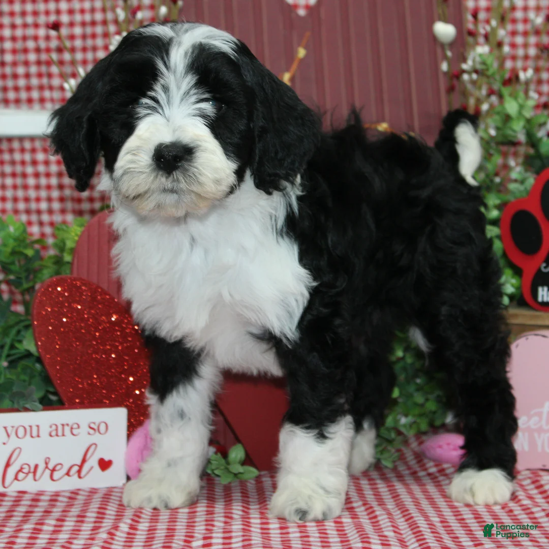 Mixed Breed dogs for sale: Dahlia - Ad 2