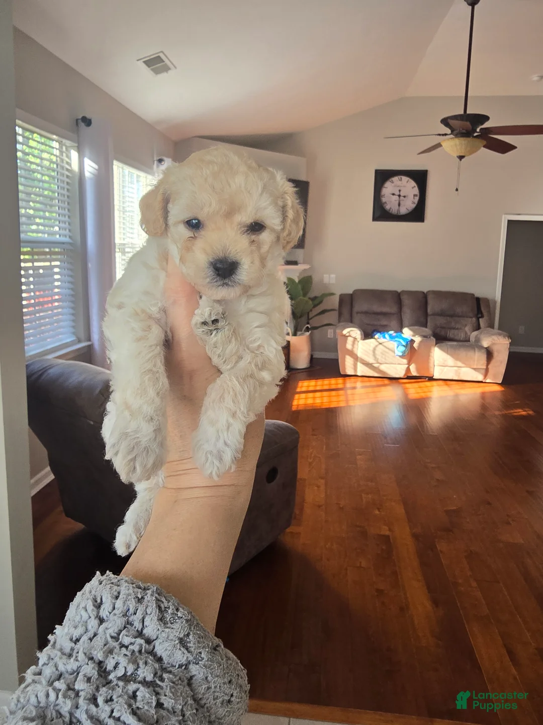 Maltipoo dogs for sale: Maltipoo Puppy 4 - Ad 1