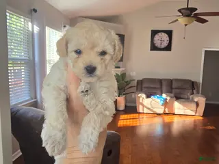 Maltipoo dogs Maltipoo Puppy 4 - Ad 20